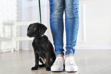 Labrador köpek sahibi ile