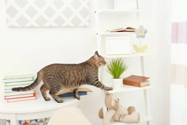 Meraklı tekir kedi ulaşan standı