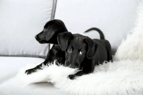 Funny Labrador puppies — Stock Photo, Image