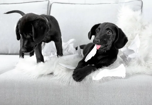 Funny Labrador puppies — Stock Photo, Image