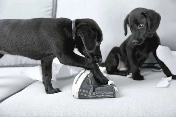 Ayakkabı ile oynarken Labrador köpek yavrusu — Stok fotoğraf