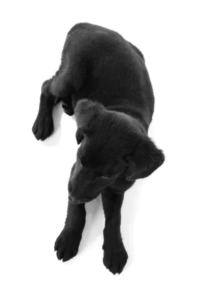 Симпатичный щенок лабрадора — стоковое фото