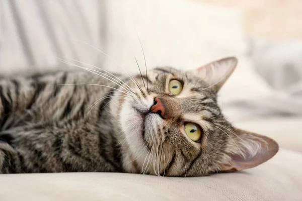 Gato tabby acostado en muebles de color beige — Foto de Stock