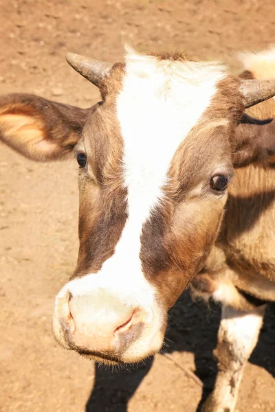 Kráva na farmě, zblízka — Stock fotografie