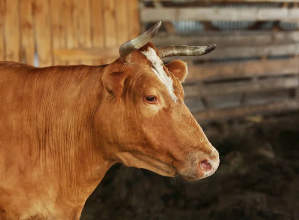 Vaca de granja sobre un fondo borroso —  Fotos de Stock