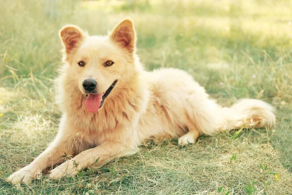 Vänlig hund i parken — Stockfoto