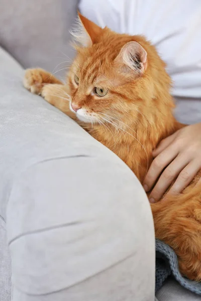 Rojo esponjoso gato en sofá —  Fotos de Stock