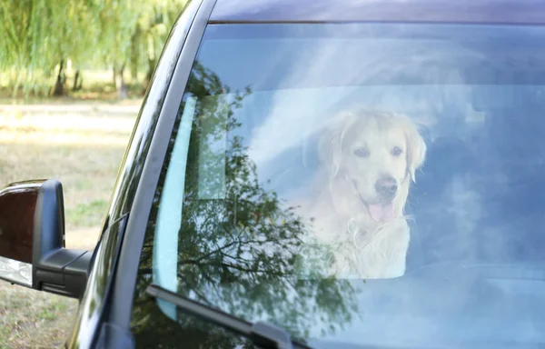 Лабрадорская собака в машине — стоковое фото