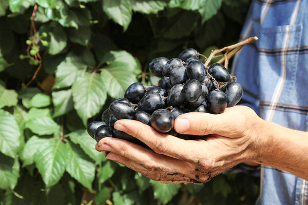 hands with bunch of grapes