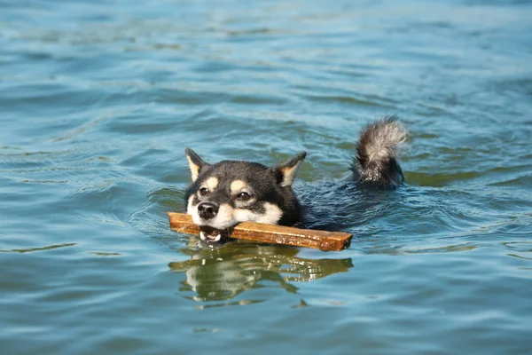 Petit chien Shiba Inu dans l'eau — Photo