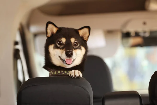Маленькая собака Сиба Ину в машине — стоковое фото