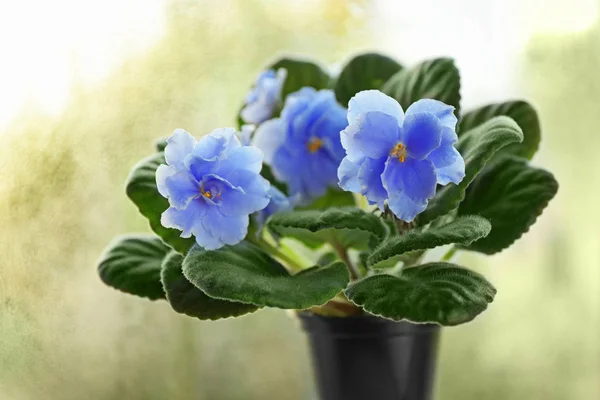 Bellissimo fiore viola — Foto Stock