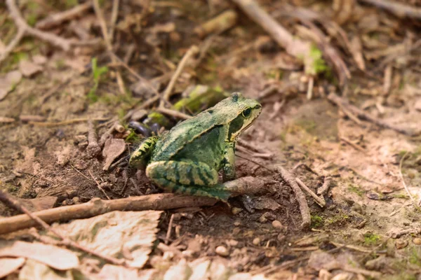 Маленька жаба в лісі — стокове фото