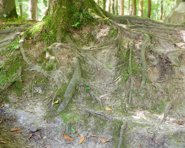 Baumwurzeln im Wald — Stockfoto