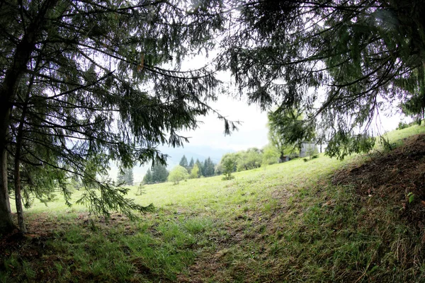 Floresta colinas verdes — Fotografia de Stock