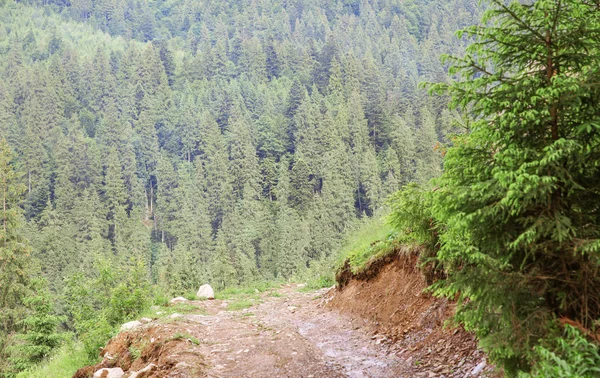 Camino en bosque de montaña — Foto de Stock