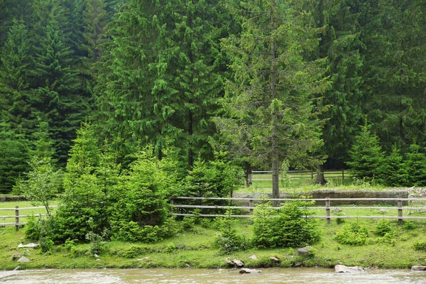 Grüne Waldhügel — Stockfoto
