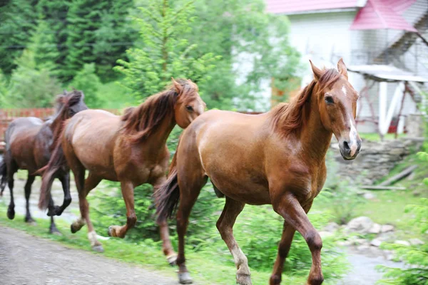 Konie w pobliżu lasu — Zdjęcie stockowe