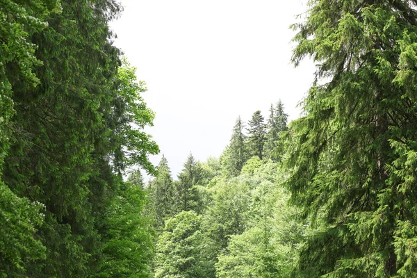 Hermoso bosque de primavera montaña — Foto de Stock