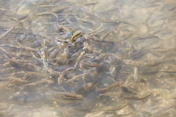 Kleine Fische im Wasser — Stockfoto