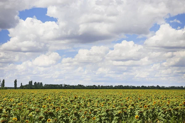 Grüne Wiese und wolkenverhangener Himmel — Stockfoto