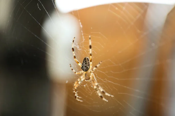 Velký pavouk sedící na webu na rozostřeného pozadí — Stock fotografie