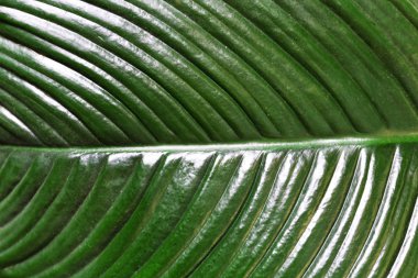 yaprak yeşil arka plan