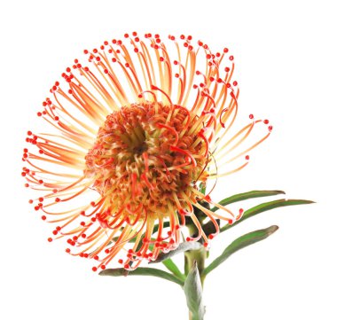 İzole güzel egzotik çiçek