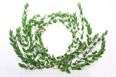 Green eucalyptus branche