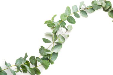Green eucalyptus branche
