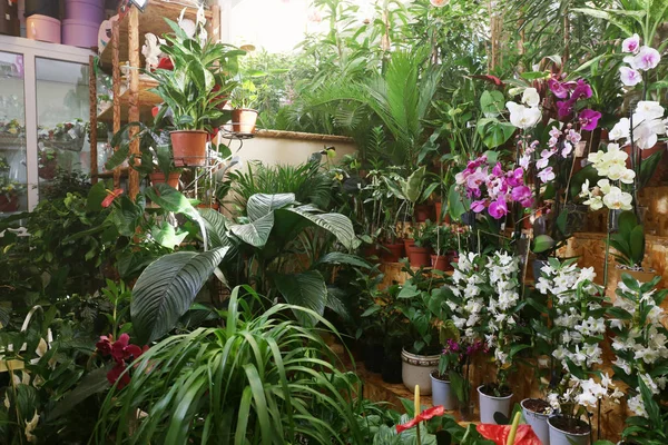 Surtido de hermosas flores — Foto de Stock