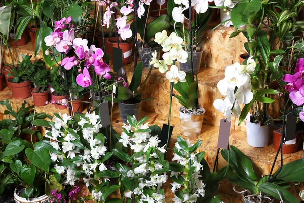 Gyönyörű virágok széles választékát — Stock Fotó