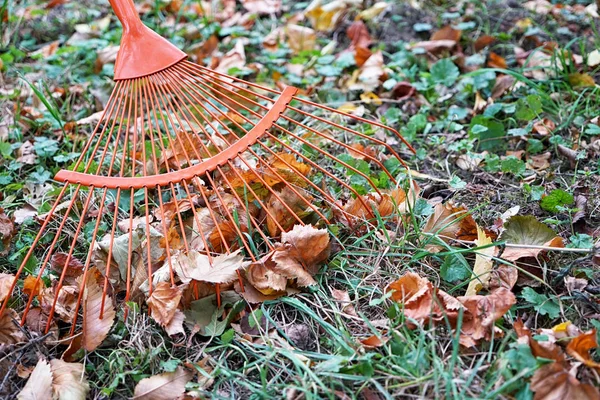 Montón de hojas de otoño con rastrillo de ventilador —  Fotos de Stock