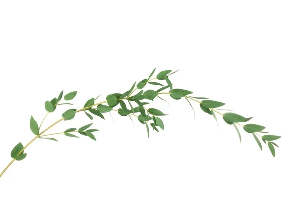 Green eucalyptus branch — Stock Photo, Image