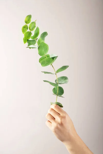 Hand holding green eucalyptus branch — Stock Photo, Image