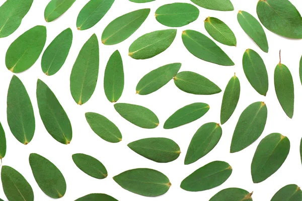 Groene eucalyptus bladeren — Stockfoto