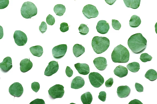 Green eucalyptus leaves — Stock Photo, Image
