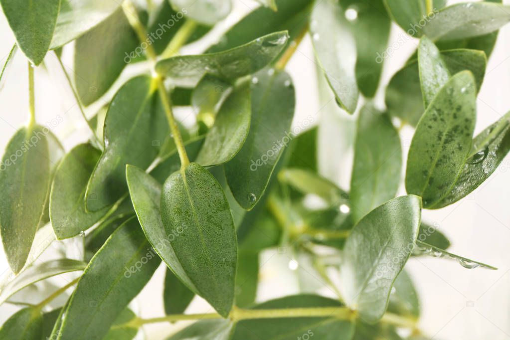 Green eucalyptus branche