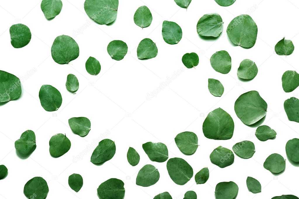 Green eucalyptus leaves 