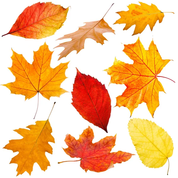 Autumn leaves background — Stock Photo, Image