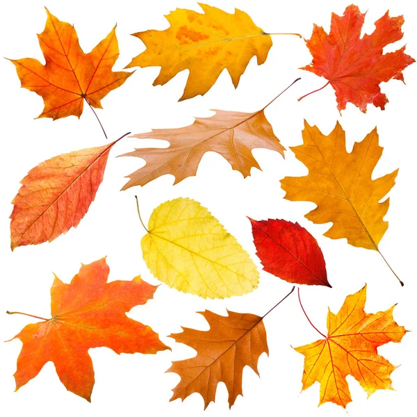 Autumn leaves background — Stock Photo, Image