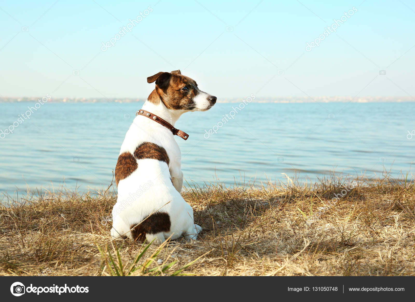 Funny Jack Russell terrier outdoors Stock Photo by ©belchonock 131050748
