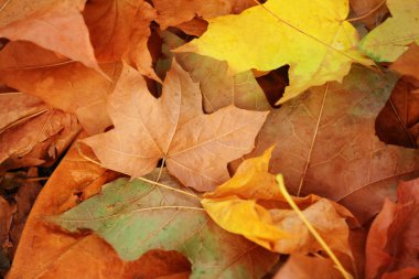 sonbahar yaprakları arka plan