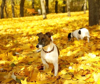 Jack Russell Terrier sonbahar Park
