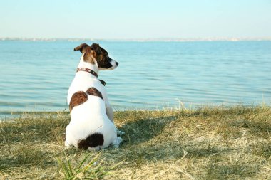 Komik Jack Russell terrier Nehri yakınında