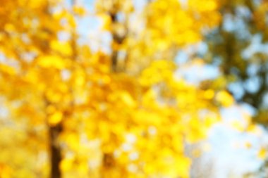 Maples bulanık bakış