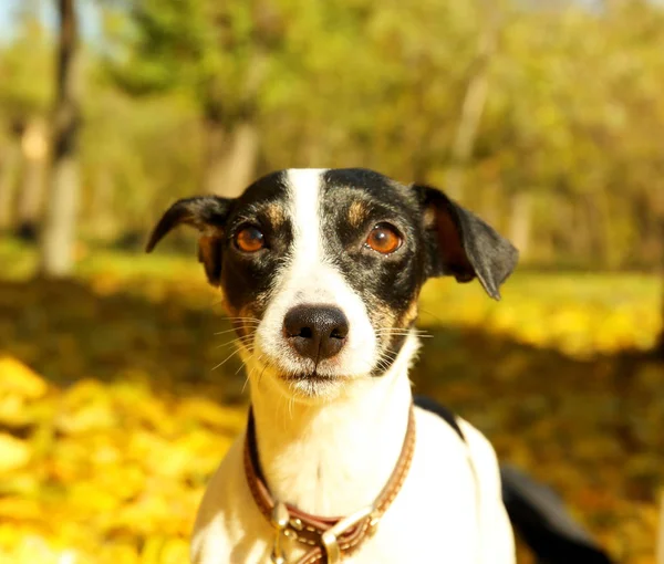 Lustiger Jack Russell Terrier — Stockfoto