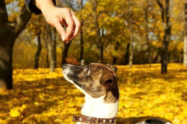 Eigenaar opleiding Jack Russell Terriër — Stockfoto