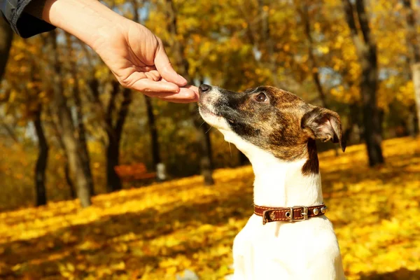 Entrenamiento del propietario Jack Russell terrier — Foto de Stock