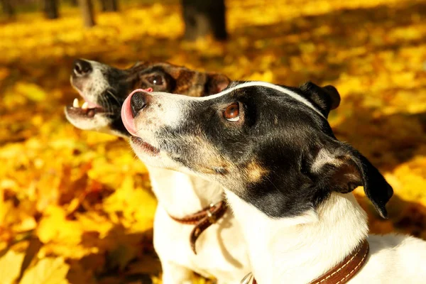 Jack Russell terriërs in herfst park — Stockfoto